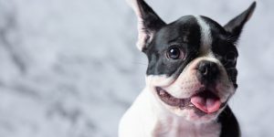 Pourquoi vous devriez assurer votre bouledogue français ?