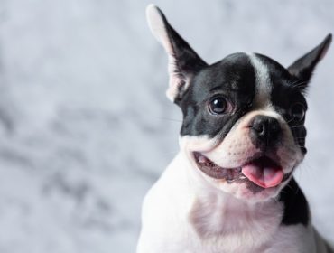 Pourquoi vous devriez assurer votre bouledogue français ?