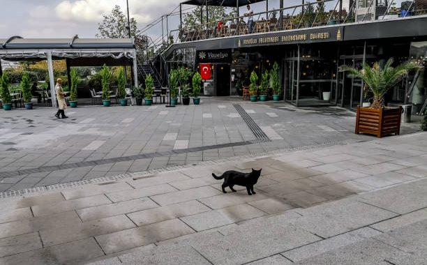 Comment s’occuper d’un chaton de quelques jours ?