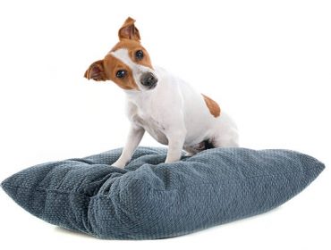 Coussin apaisant chien gifi