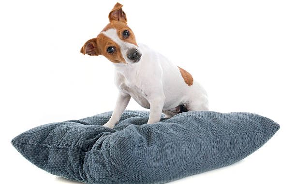 Coussin apaisant chien gifi