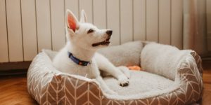 Les 10 accessoires indispensables pour son chien