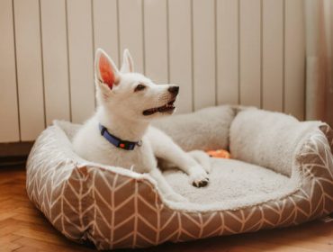 Les 10 accessoires indispensables pour son chien