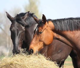 Quel est le meilleur aliment pour chevaux ?