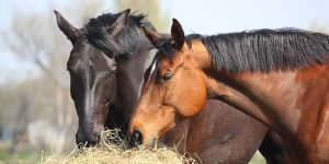 Quel est le meilleur aliment pour chevaux ?