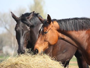 Quel est le meilleur aliment pour chevaux ?