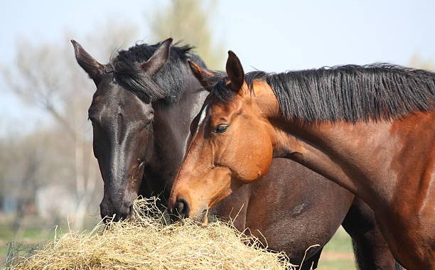 Quel est le meilleur aliment pour chevaux ?