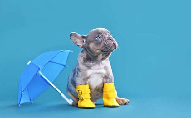 Tous les produits et accessoires pour chiens et chiots