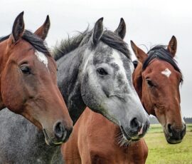 Harmonies naturelles : l’influence de la musique sur le comportement et la communication animale