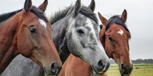 Harmonies naturelles : l’influence de la musique sur le comportement et la communication animale