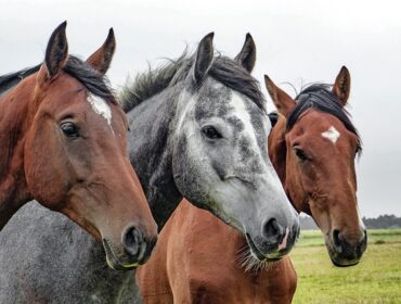 Harmonies naturelles : l’influence de la musique sur le comportement et la communication animale