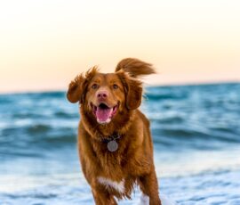 La mue chez les chiens : conseils et astuces pour bien la gérer